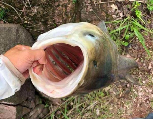 釣魚還在花錢買“小藥”？試試這3種東西，別再花冤枉錢了