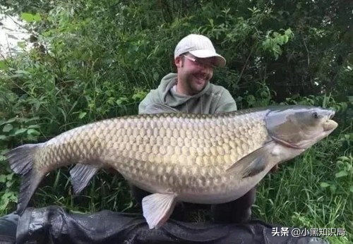 美國遭物種入侵幾十年，造成上百億經濟損失，曾逼停三次核電站