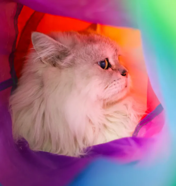 貓別墅還能這麼玩兒？