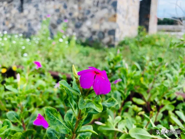 兩年前國慶回海南遊記（多圖）