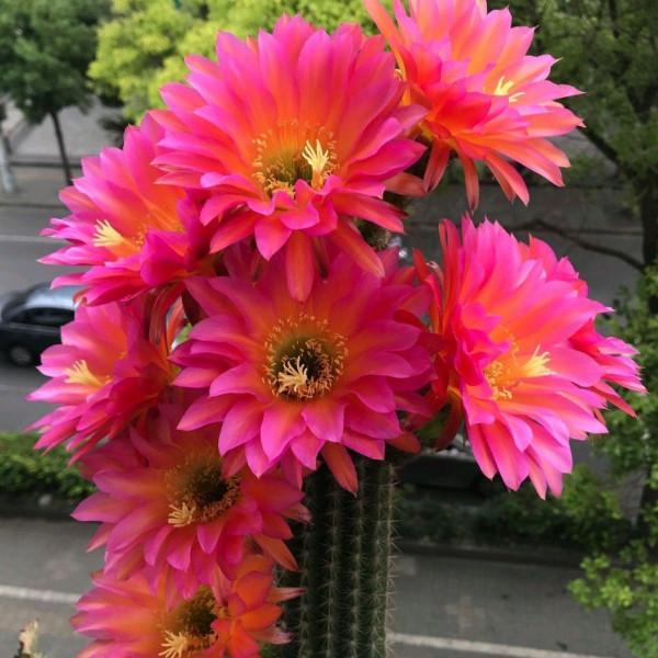5種漂亮花，太能&OpenCurlyDoubleQuote;生小崽&rdquo;，小芽咕嘟咕嘟冒不停，一月變十盆
