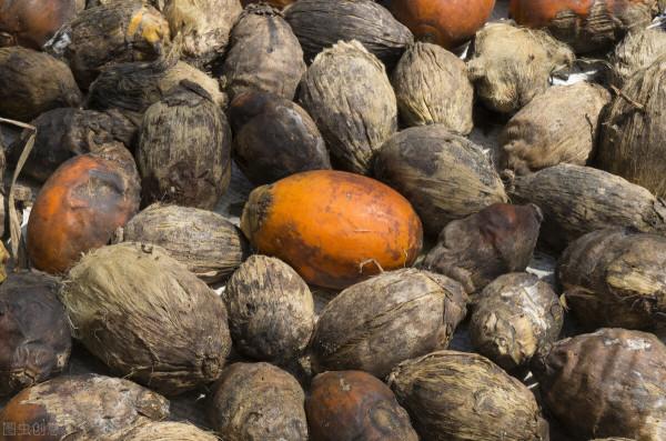 6000萬國人的噩夢，檳榔危害有多大，我們是如何掉入檳榔的陷阱？