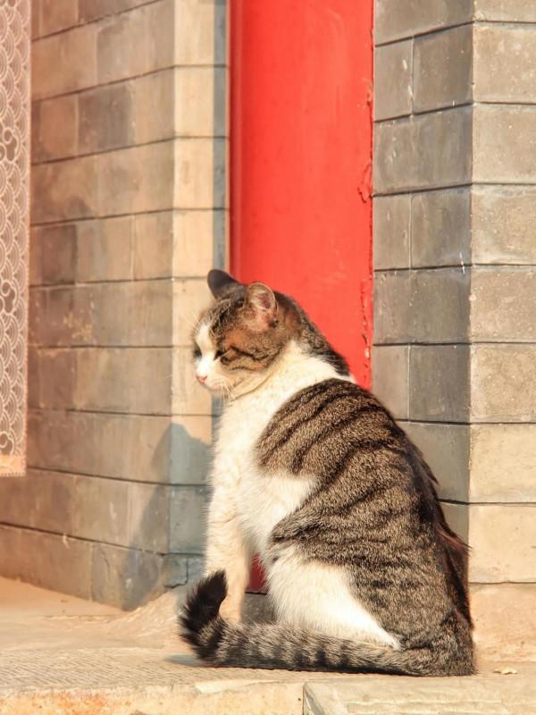網紅打卡地老舍筆下的模式口