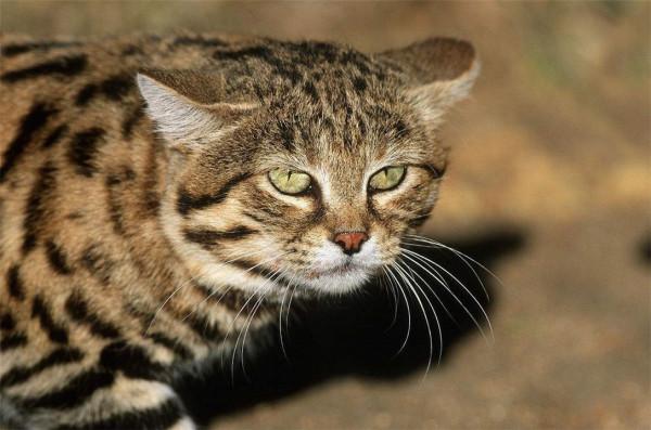 非洲最小的貓,貓科捕獵效率最高的“殺戮機器”,被全世界禁養 非洲最小的貓,貓科捕獵效率最高的“殺戮機器”,被全世界禁養