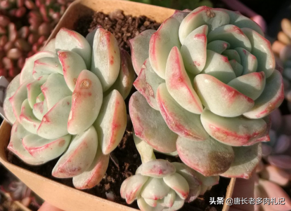 多肉蜜桃格林和香草比斯，二者長得確實挺像，但細看卻有5處不同