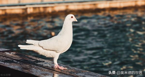 世界上速度最快的15種動物，獵豹是冠軍嗎？