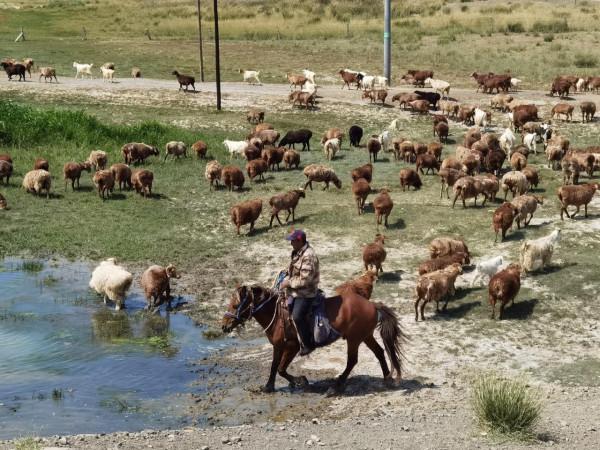 66位勇士,25輛車,96天史詩般的人生旅途,35000公里的偉大行程 66位勇士,25輛車,96天史詩般的人生旅途,35000公里的偉大行程