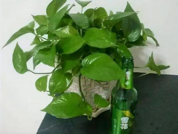 &OpenCurlyDoubleQuote;啤酒&rdquo;怎麼養花？做好一點，葉子&OpenCurlyDoubleQuote;又大又綠&rdquo;，花色嬌豔開不停