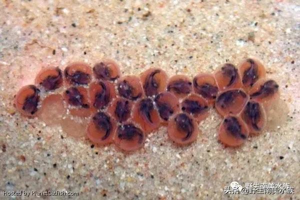 每天認識一種南美魚｜（72）陰陽直升機