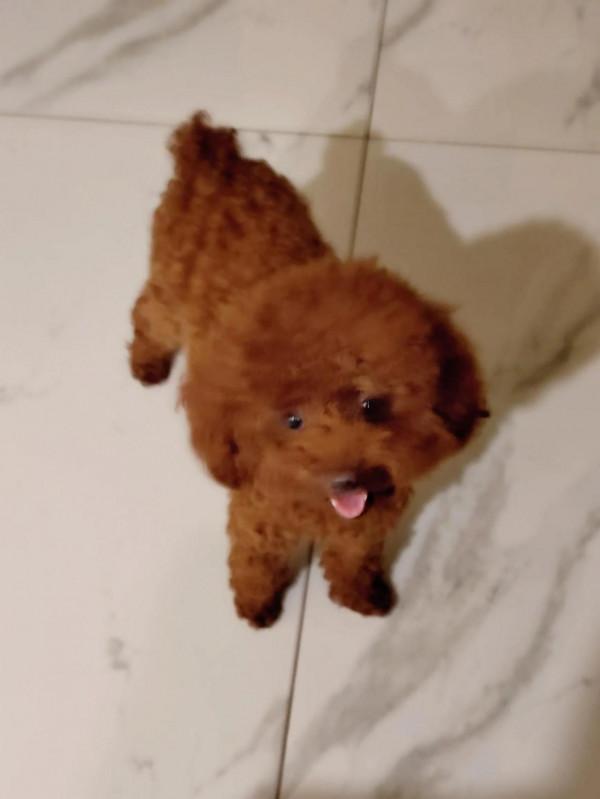 我家毛孩子名字叫小草，它是一條什麼樣的狗，你想知道嗎？