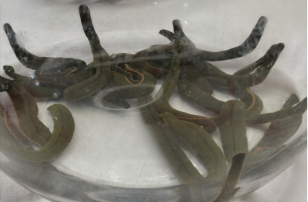 靠賣原料生存，天然水蛭素開發，我們為什麼輸給歐美日本？