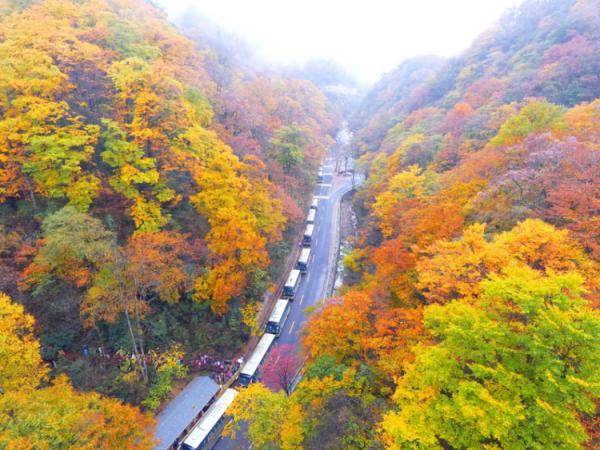 四川旅行｜川東最美賞秋地，光霧山的漫山紅葉即將就位