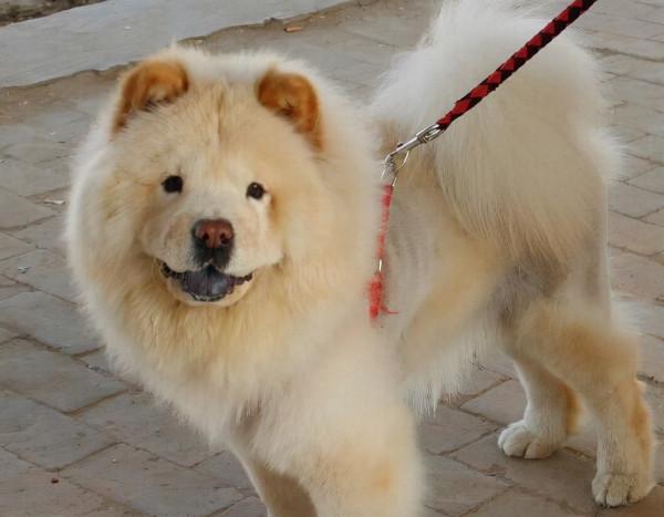 “美貌”和“智商”成反比的幾種狗狗，簡稱花瓶