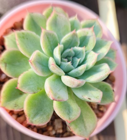 被雨露滋養的多肉