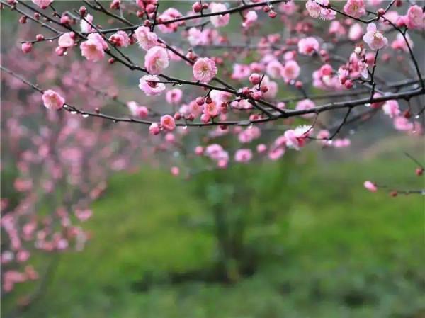 實用分享丨30款大型開花樹種介紹,白似雪、黃似陽、紅似霞,美翻 實用分享丨30款大型開花樹種介紹,白似雪、黃似陽、紅似霞,美翻
