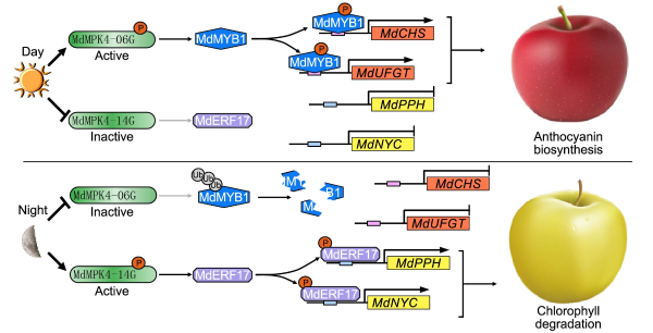 人才強校 &vert; 韓振海、吳婷團隊在蘋果果皮著色研究中取得重要進展