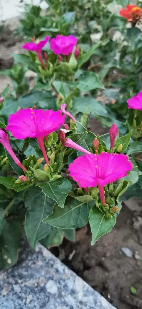 養了5種“天氣預報”花，天天看花“臉色”，就能知道天氣如何