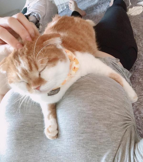 韓國網紅감동란福利圖賞 想變成小貓咪踩大歐派