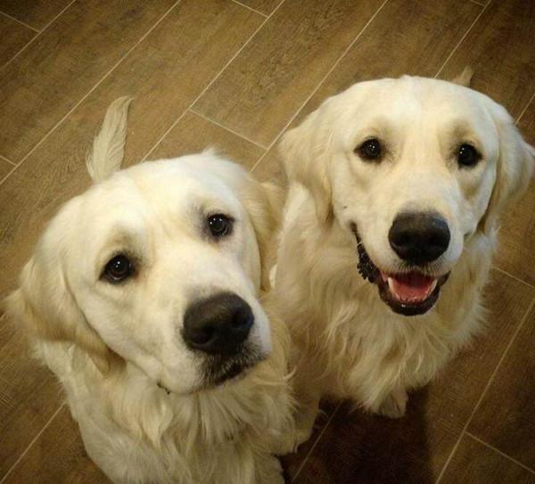 養公狗和養母狗的區別，看完才知道怎麼選擇