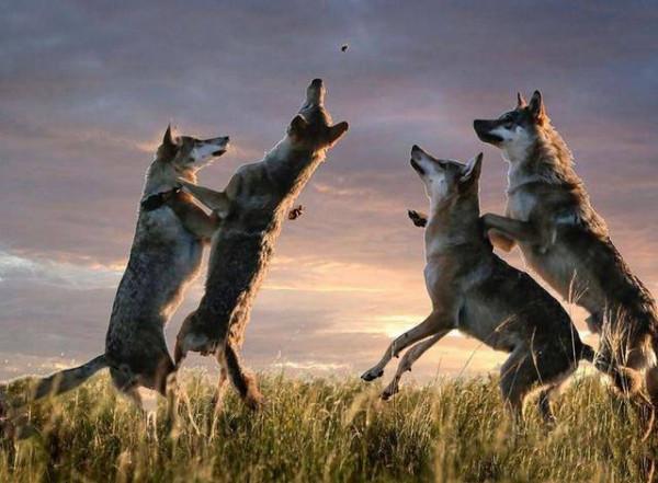 東北獵人抓到懷孕母狼，不忍傷害將它放生，結局讓人意想不到