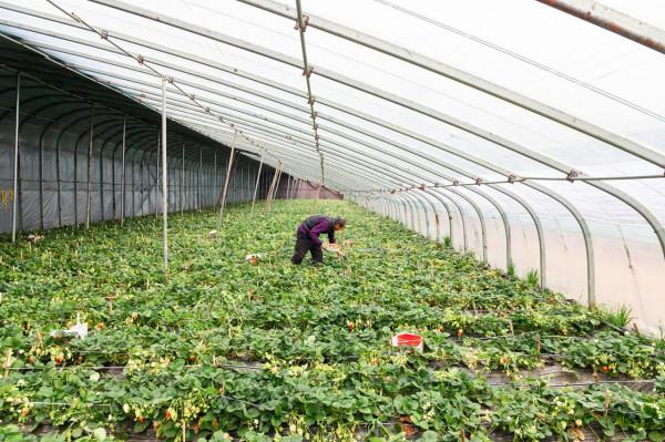 草莓&OpenCurlyDoubleQuote;吃&rdquo;上中草藥，效果真是不一般