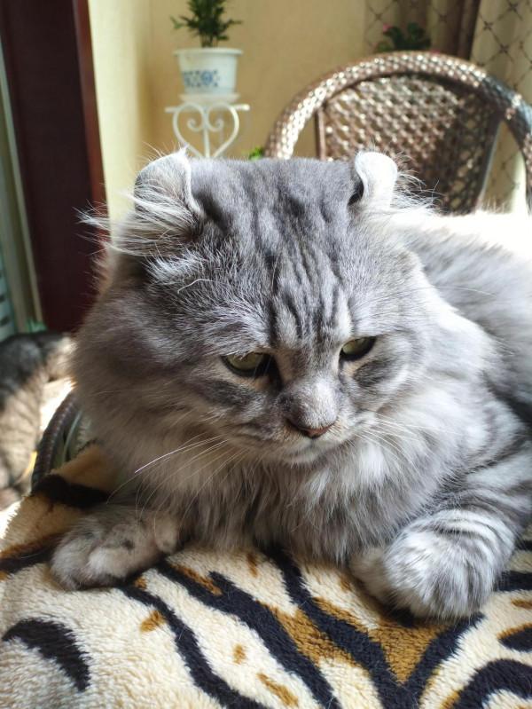 我家可愛搞笑的三隻貓咪 我家可愛搞笑的三隻貓咪