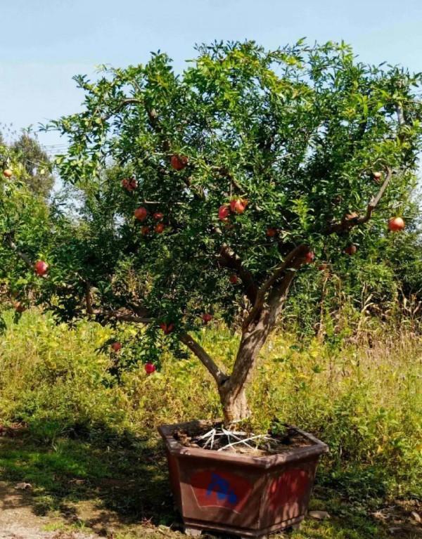 10種花不怕冷,先別搬進屋,放外面凍一凍,開花更旺 10種花不怕冷,先別搬進屋,放外面凍一凍,開花更旺