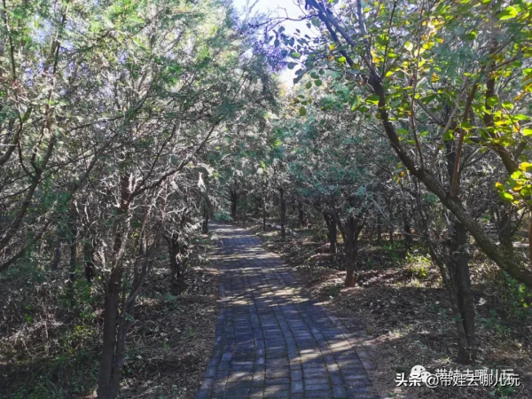 每年僅開放一個月的賞紅景點,到底值不值得去? 每年僅開放一個月的賞紅景點,到底值不值得去?