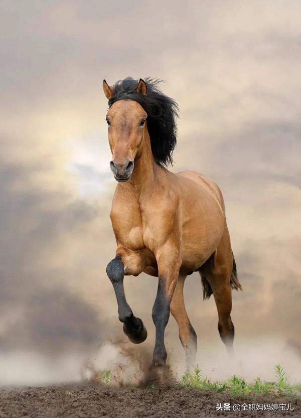 分享——駿馬