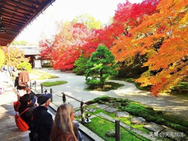 2021年11月京都紅葉觀賞資訊