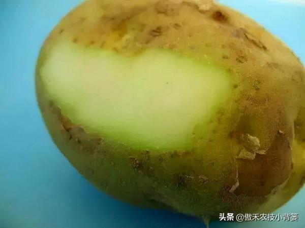 土豆表皮變綠後真的帶毒素嗎?人吃了有害嗎?土豆怎樣吃最安全? 土豆表皮變綠後真的帶毒素嗎?人吃了有害嗎?土豆怎樣吃最安全?