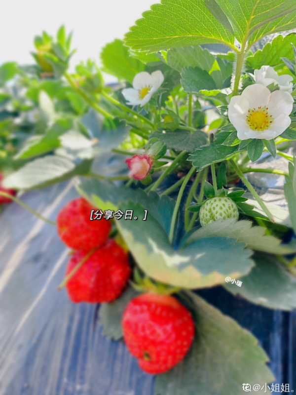 家裡的花別亂放，放錯地方，容易把花養死