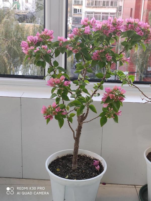 封閉陽臺養三角梅花盆如何選擇 封閉陽臺養三角梅花盆如何選擇