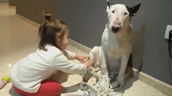 35個硬核動物鏡頭：狠人騎電動車馱鱷魚回家，狂躁症貓咪見人就打