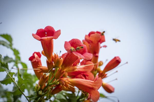 院子裡養棵凌霄花，嗖嗖爬上牆，滿枝條都是花