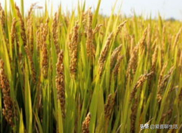 正月初八穀日節，關於稻穀的生長講給孩子們聽，尊重農業愛惜糧食