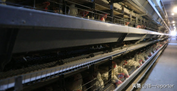 同樣養20萬隻蛋雞，他比別人多收入上百萬元，奧秘是啥？