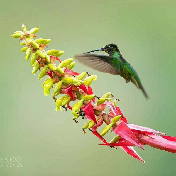 愛紅花•愛甜蜜