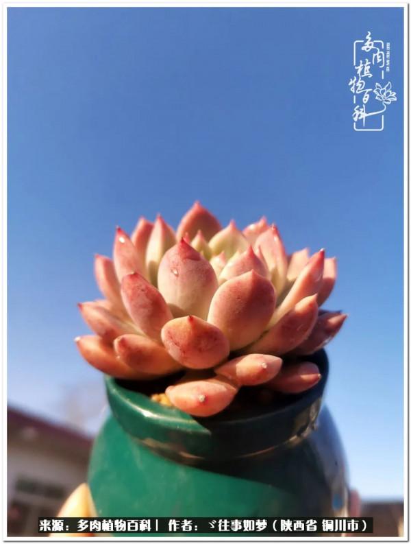 總有一段文字觸動心絃，總有那麼一盆多肉能打動你的心