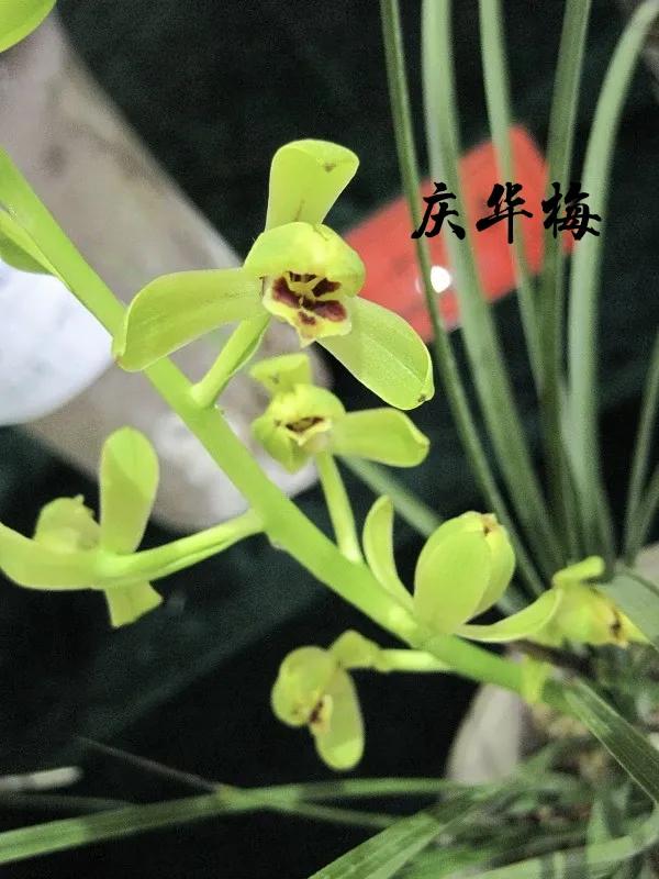 為什麼很多人養花養不活