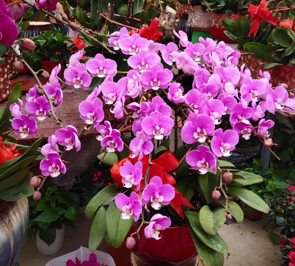 冬天好看“卻難養”的4種花，既然買了就要養好，教你養護技巧