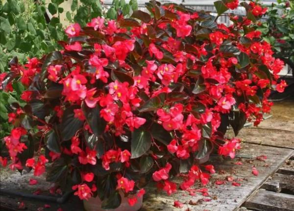 天氣變冷，10種花要減少澆水，不然難過冬