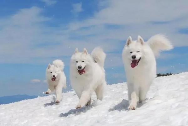 動物與人的年齡關係