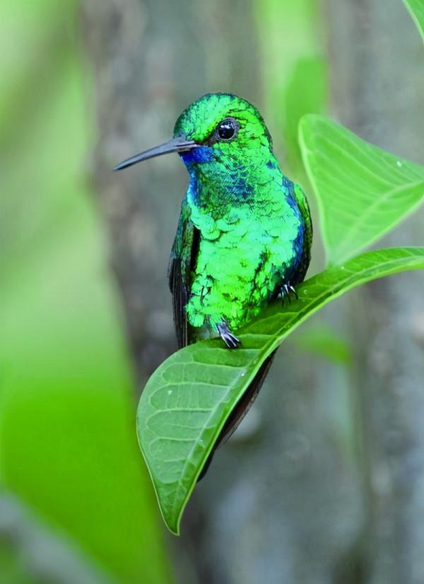 走進加勒比蜂鳥園，恍入夢境