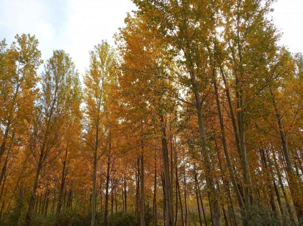 滿目金黃，又想壩上草原了（二）