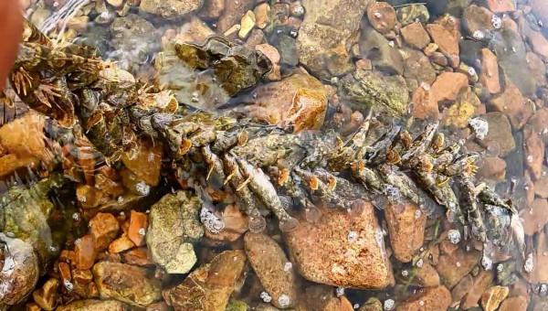 遼寧一溪流筍殼魚“成災”，隨便抓抓就十幾斤，網友：這魚很值錢