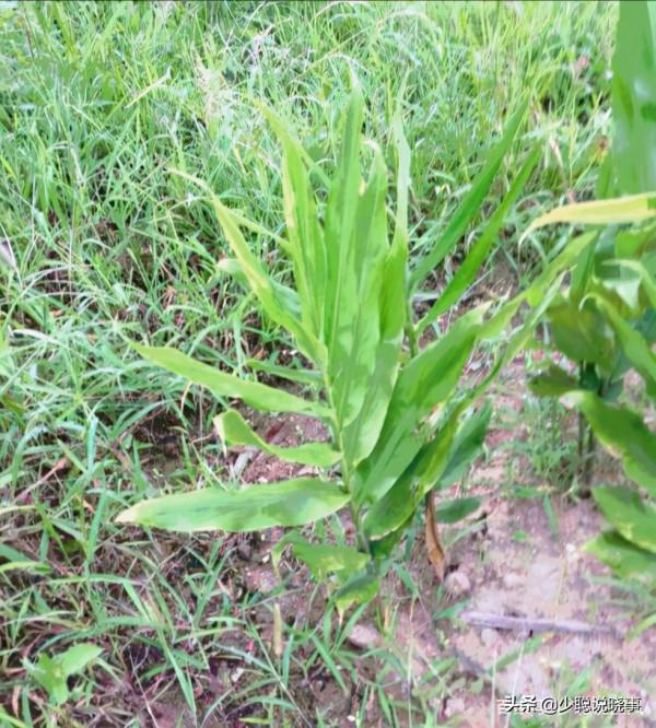 生薑的傳說，從“畺”到“疆”是一部社會發展史和變遷史