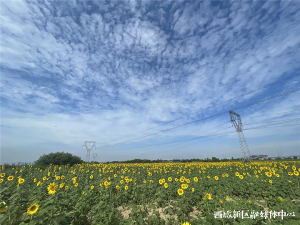 這裡，是西鹹新區！