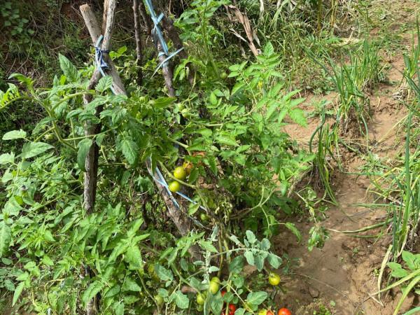 集團董事長高董種植的農作物給全國各地的朋友分享 集團董事長高董種植的農作物給全國各地的朋友分享