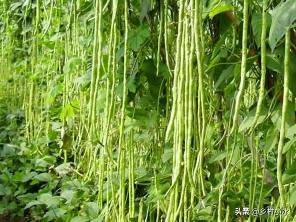 種了10年豆角，產量低可能澆水錯了，巧澆水豆角一茬一茬摘不完